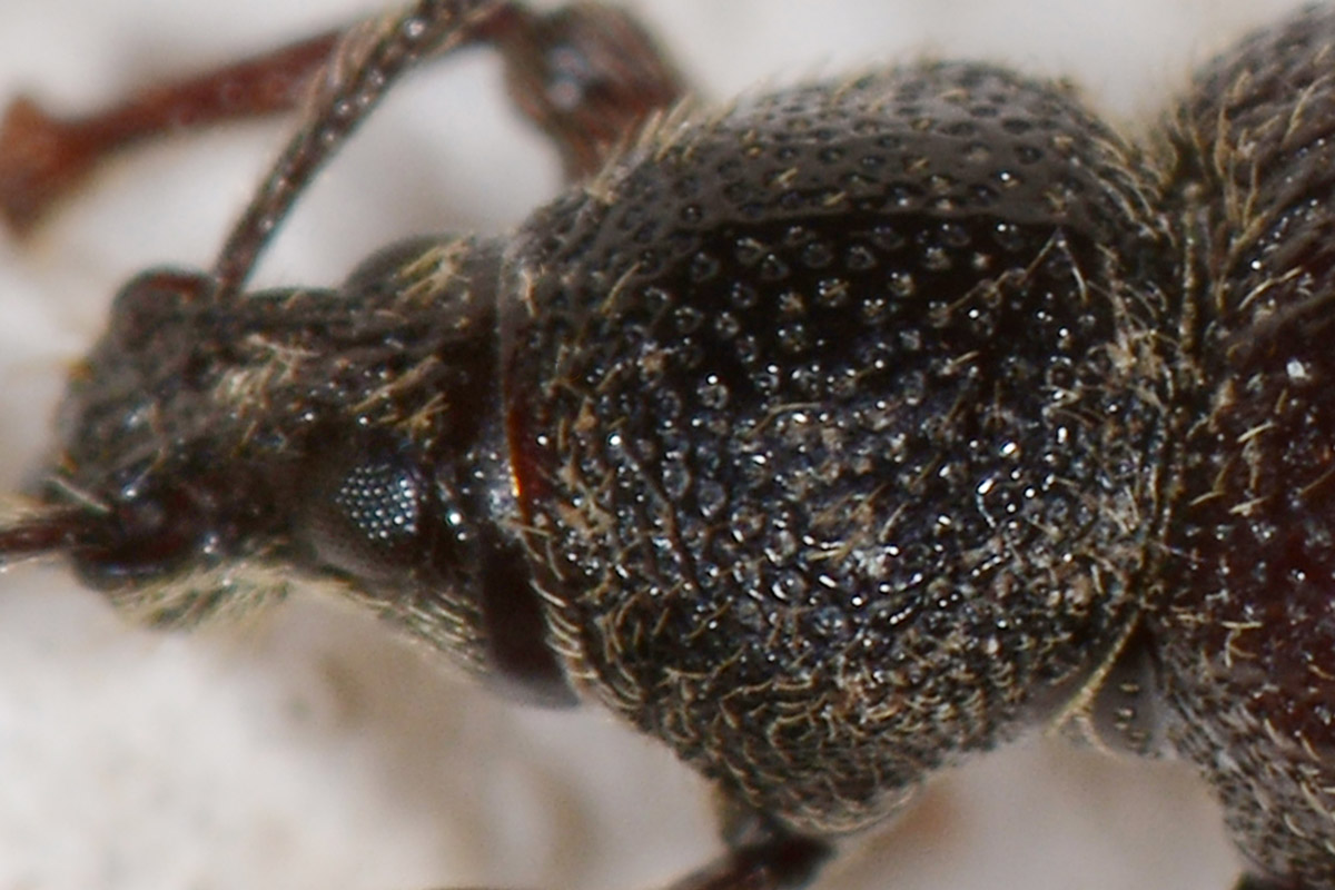Curculionidae: Otiorhynchus indefinitus?  S !